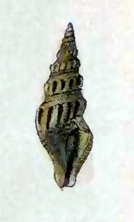 Crassispira flavescens