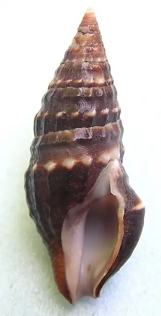 Crassispira harfordiana