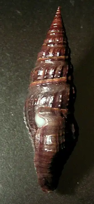 Crassispira incrassata