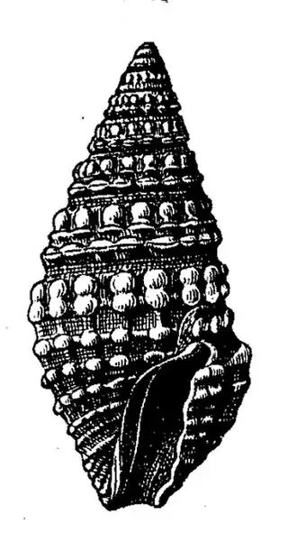 Crassispira melonesiana