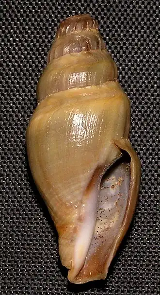 Crassispira oliva
