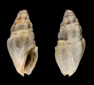 Crassispira pseudocarbonaria