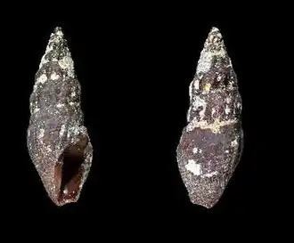 Crassispira sacerdotalis