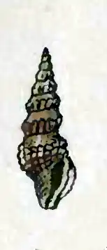 Crassispira semigranosa