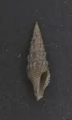 Crassispira sinensis