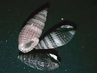 Crassispira verbernei