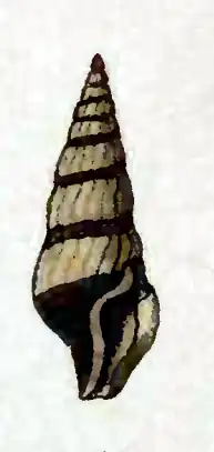 Crassispira vexillum