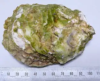 Crassostrea nippona