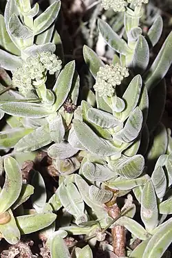 Crassula garibina