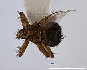 Crataerina acutipennis
