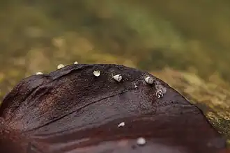 Conisch kalkbekertje