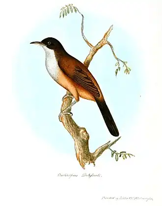 Indiase roodbuiklijstergaai