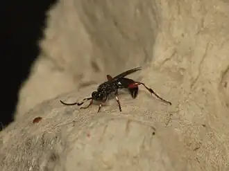 Cratichneumon flavifrons