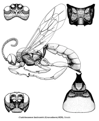 Cratichneumon luteiventris