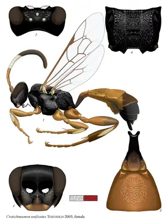 Cratichneumon unificatus