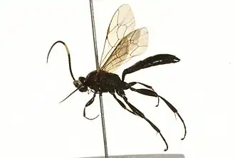 Cratichneumon viator