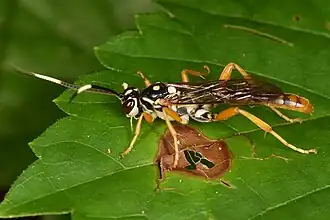 Cratichneumon w-album