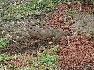 Cratogeomys fulvescens