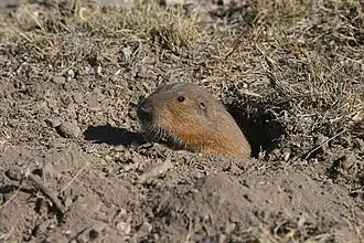 Cratogeomys goldmani