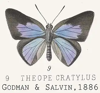 Theope cratylus