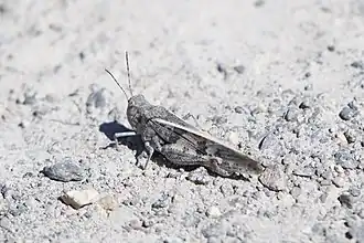 Cratypedes lateritius