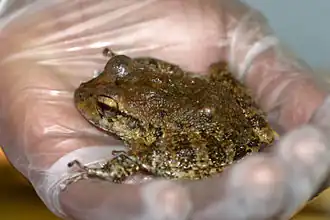 Craugastor punctariolus