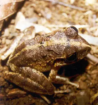 Craugastor rugulosus