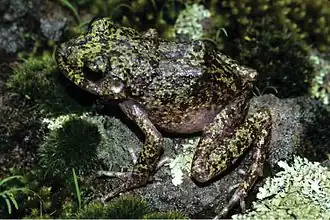 Craugastor tarahumaraensis