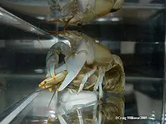 Orconectes propinquus