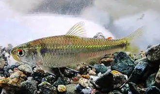 Creagrutus magdalenae