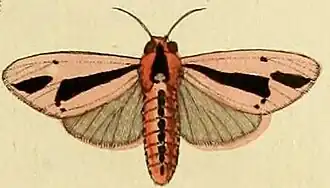 Creatonotos gangis