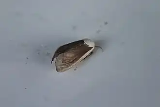 Creatonotos wilemani