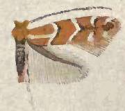 Cremastobombycia grindeliella