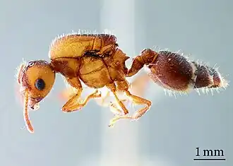 Crematogaster coriaria