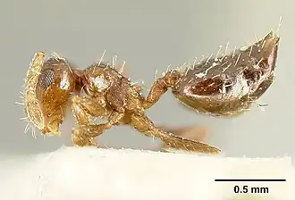 Crematogaster abstinens