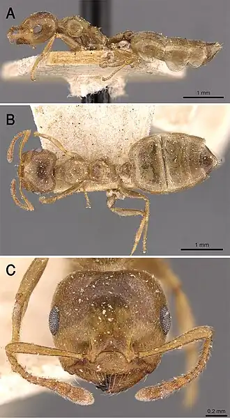 Crematogaster acaciae