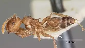 Crematogaster adrepens