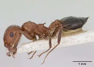 Crematogaster aegyptiaca