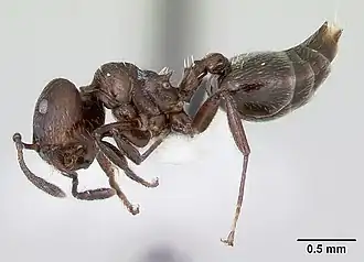 Crematogaster ampla