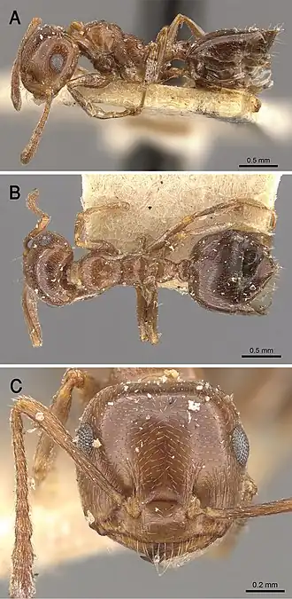 Crematogaster antaris