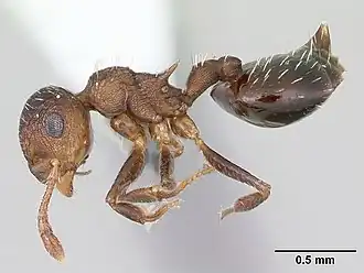 Crematogaster arata