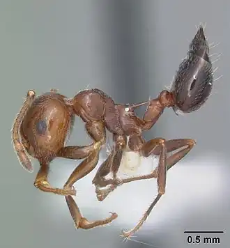 Crematogaster atkinsoni