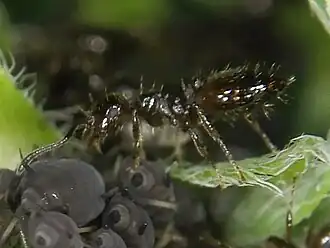 Crematogaster bogojawlenskii