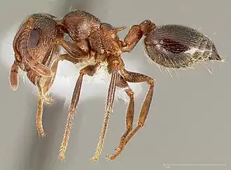 Crematogaster californica