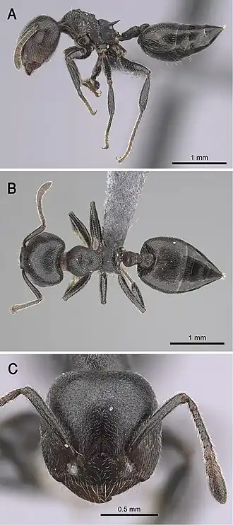 Crematogaster chiarinii