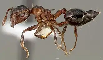Crematogaster coarctata