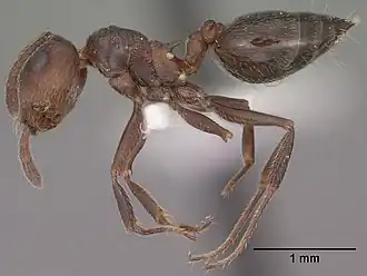 Crematogaster colei