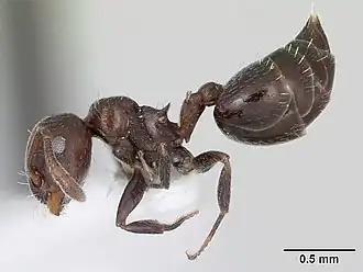 Crematogaster crinosa