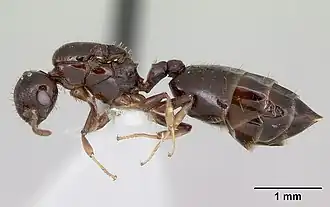 Crematogaster curvispinosa