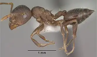Crematogaster dentinodis